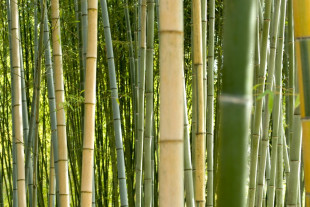 Lucky Bamboo Szczęśliwy Bambus