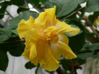 żółty kwiat hibiskus