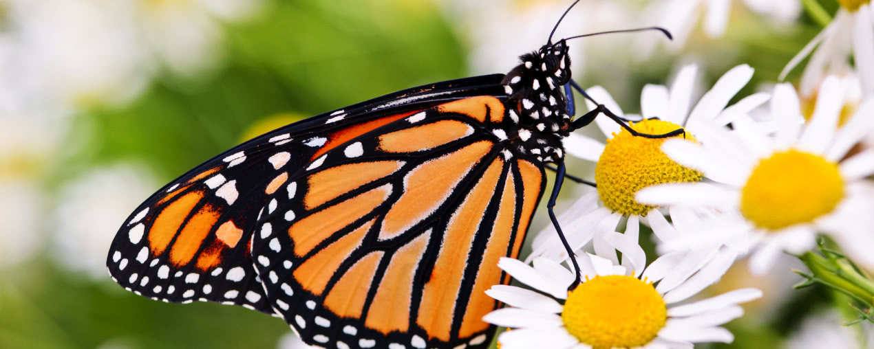3 rośliny, które sprawią, że twój ogród zaroi się od motyli!