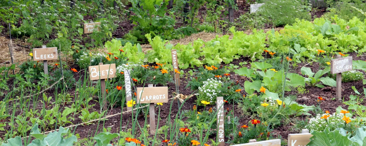 Jak zaplanować ogród warzywny? Najlepsze projekty