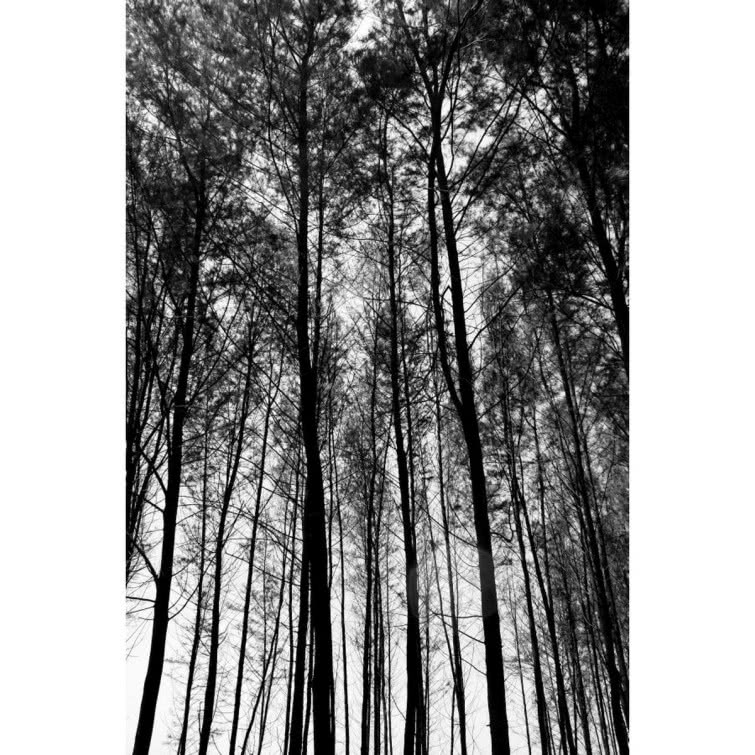 Fototapeta Tall Trees Background