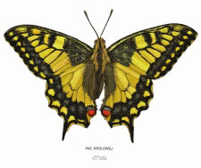 Paź królowej z serii grafik Motyle
