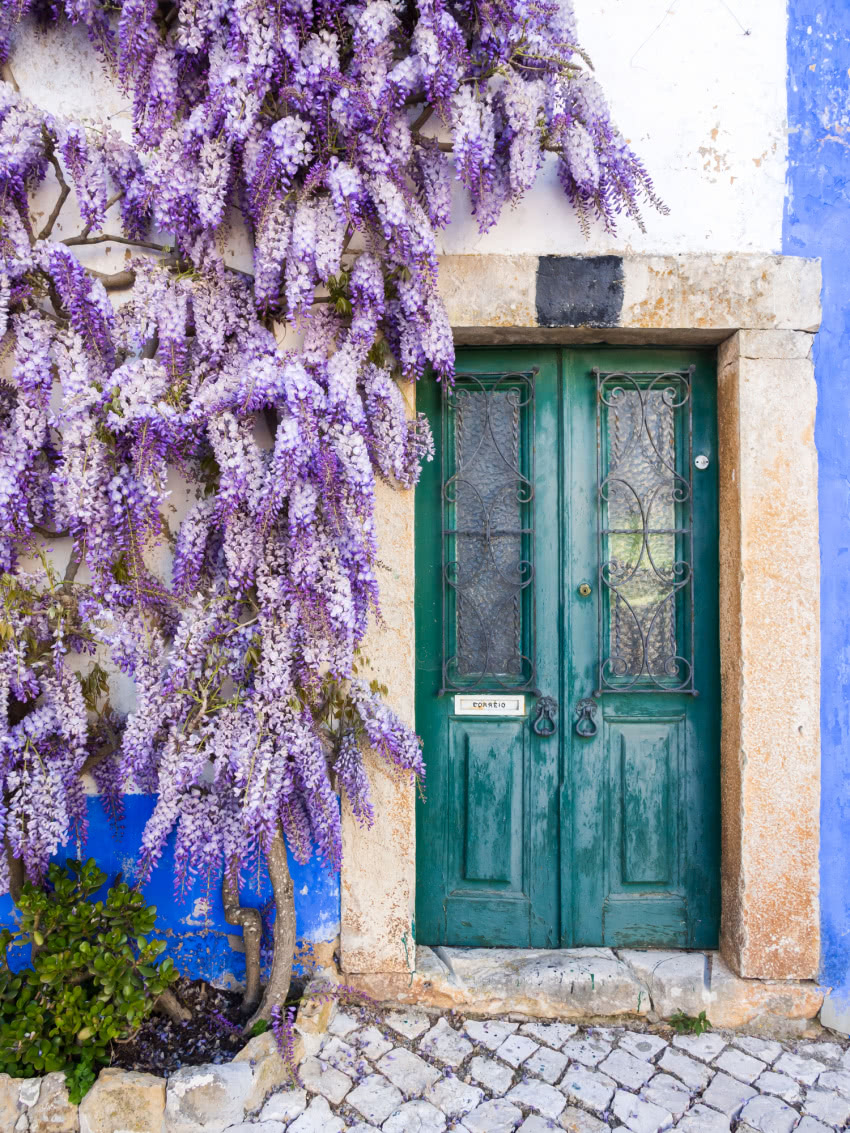 Kiedy kwitnie wisteria Najlepszy czas na sadzenie zdjęcie 2