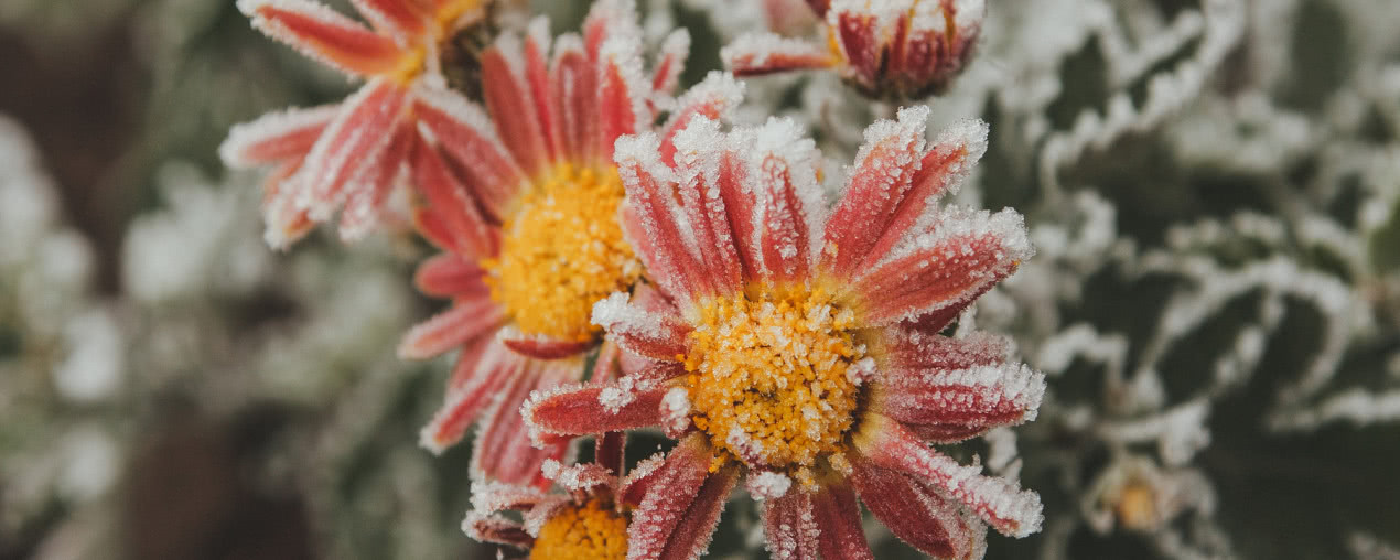 Jak zabezpieczyć kwiaty na zimę?