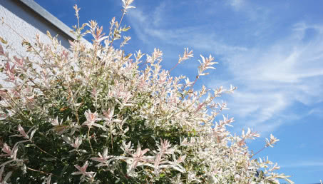 Wierzba japońska w ogrodzie - sadzenie, przycinanie, pielęgnacja