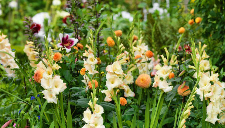 Jakie kwiaty cebulowe warto wybrać do ogrodu? Popularne i egzotyczne