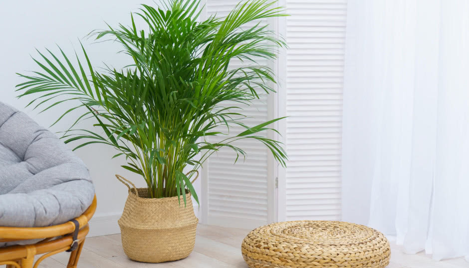 Palmy we wnętrzach - 3 najpiękniejsze gatunki do uprawy domowej