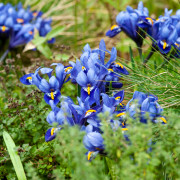 Trytoma groniasta (Kniphofia uvaria)
