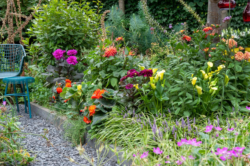 Begonie, dalie i cantedeskie