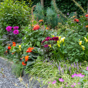 Trytoma groniasta (Kniphofia uvaria)