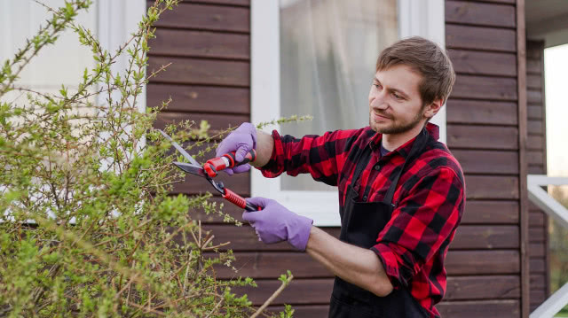 wierzba japońska przycinanie