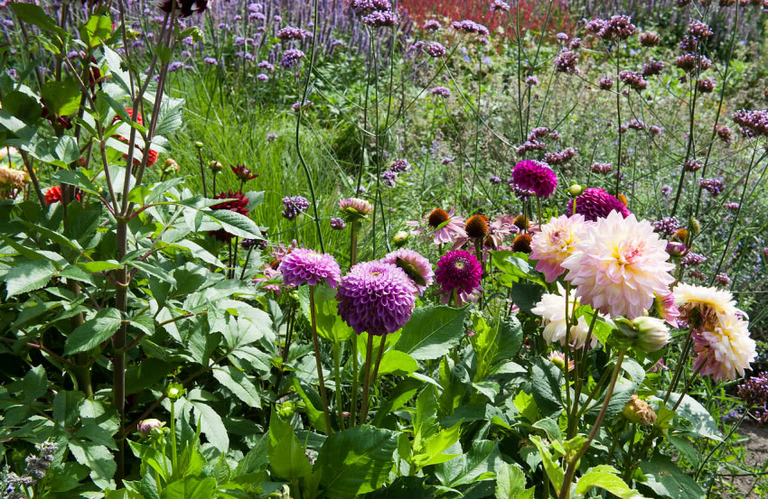 Dalie na letniej rabacie z werbeną patagońską