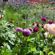 Trytoma groniasta (Kniphofia uvaria)