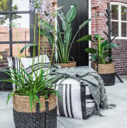 Tapeta ombre z motywem świerkowego lasu...