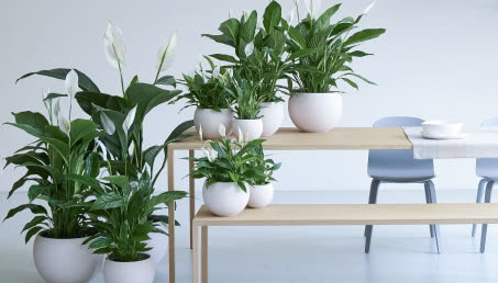 Skrzydłokwiat - uprawa i pielęgnacja rośliny oczyszczającej powietrze