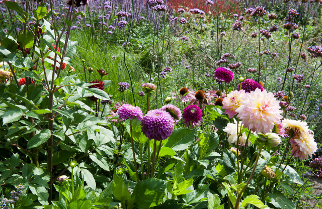 Dalie na letniej rabacie z werbeną patagońską