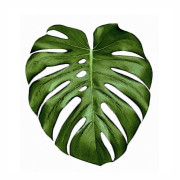 Dekoracja ścienna „Green Leaf 1”