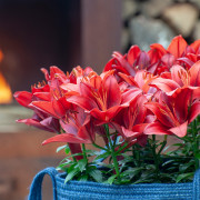 Trytoma groniasta (Kniphofia uvaria)