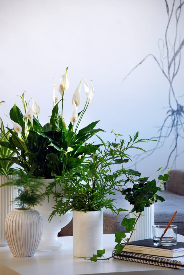 Spathiphyllum wallisii