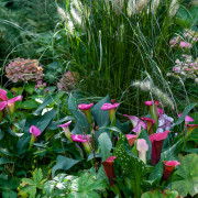 Trytoma groniasta (Kniphofia uvaria)