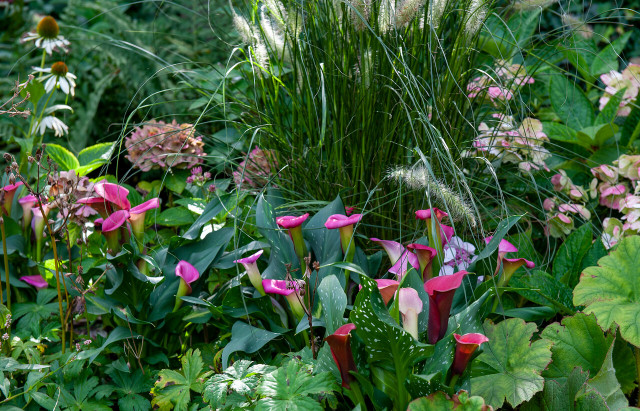 Cantedeskia, czyli kalla (Zantedeschia) w towarzystwie bylin