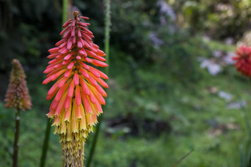 Trytoma groniasta (Kniphofia uvaria)
