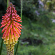 Trytoma groniasta (Kniphofia uvaria)