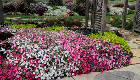Supertunia Vista, czyli superdekoracja do ogrodu, na taras i balkon