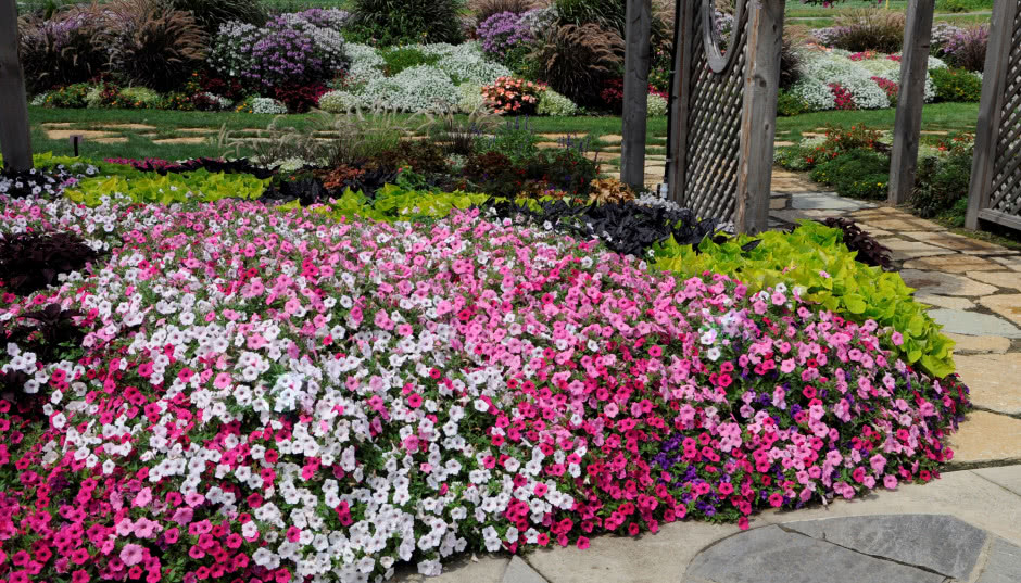 Supertunia Vista, czyli superdekoracja do ogrodu, na taras i balkon