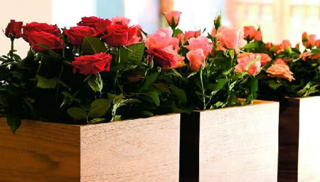 Róże w domu i ogrodzie - jak o nie dbać?