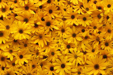 Temat miesiąca - lato w ogrodzie