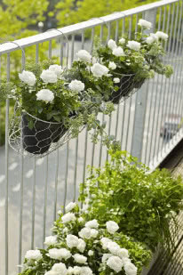 Białe róże na balkonie