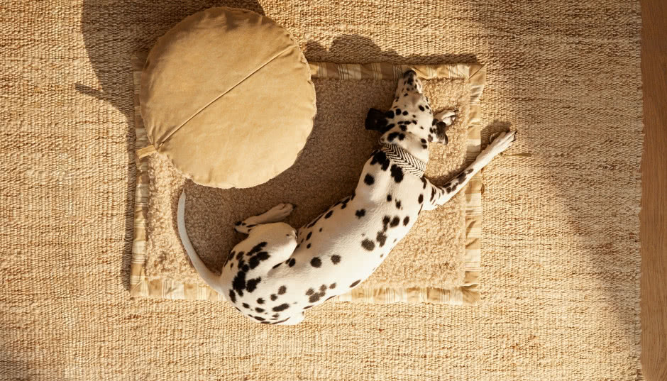 Design dla zwierząt - legowiska i miski dla psa i kota