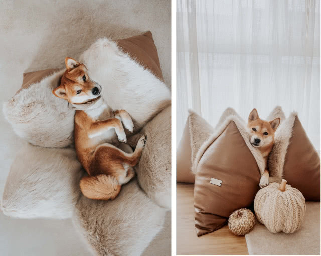 designerskie legowisko dla psa