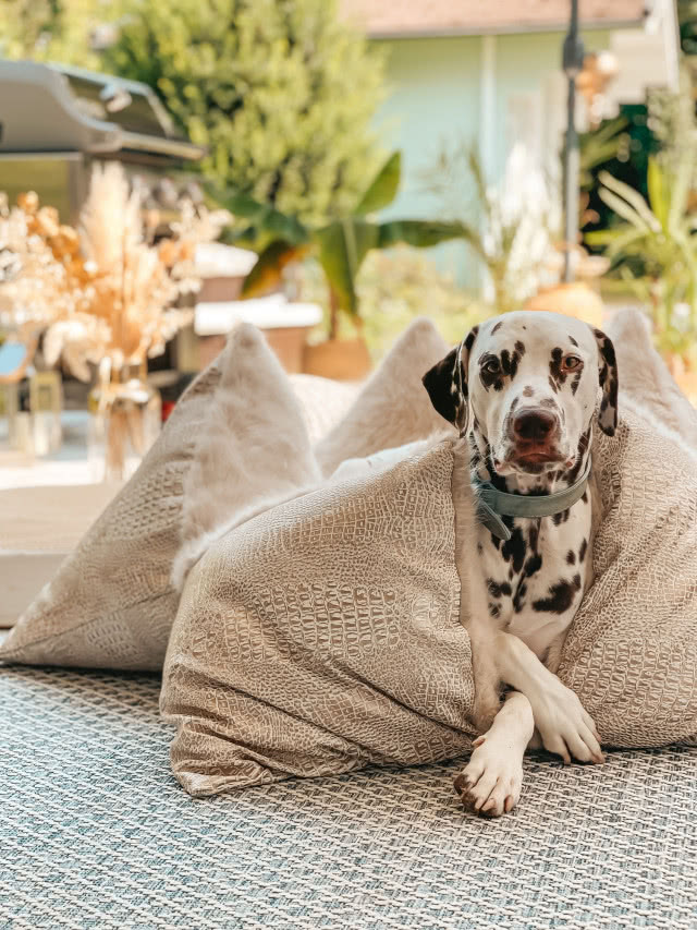 designerskie legowisko dla psa