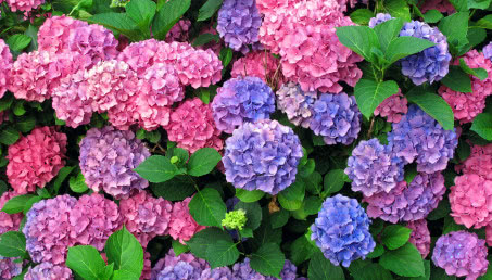 Hortensje - eksplozja barw w ogrodzie
