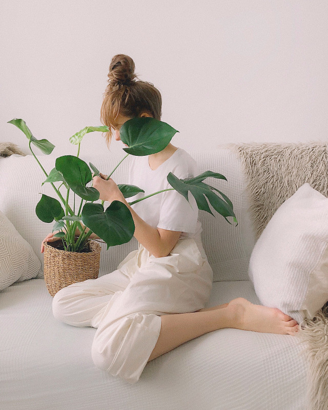 Monstera we wnętrzu