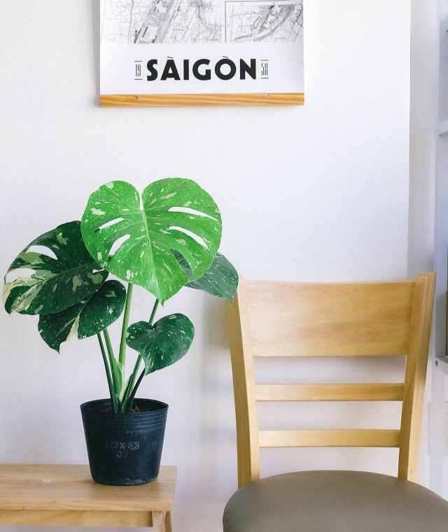Monstera średniej wielkości