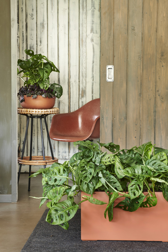 Monstera w towarzystwie innych zielonych kwiatów