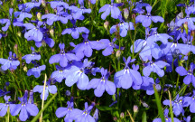 Lobelia przylądkowa - uprawa i pielęgnacja kwiatu na balkonie