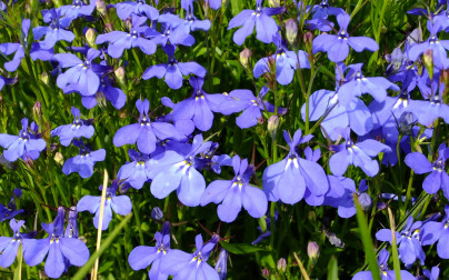 Lobelia przylądkowa - uprawa i pielęgnacja kwiatu na balkonie