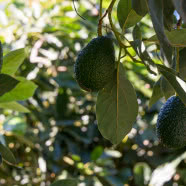 Rustykalny dom w stylu modern farmhouse. Tu mieszkała Sandra Bullock!