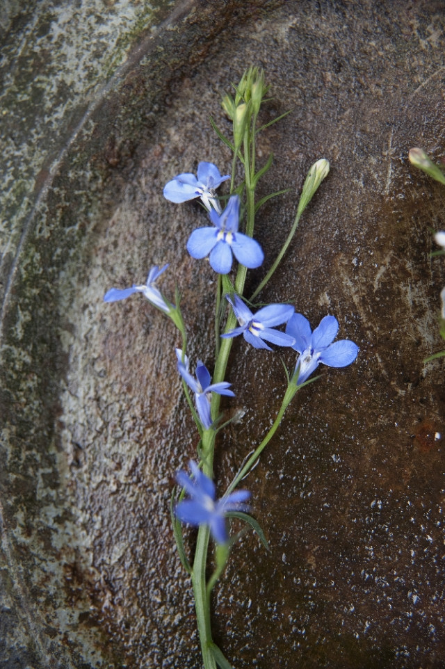 Niebieskie kwiaty lobelii przylądkowej