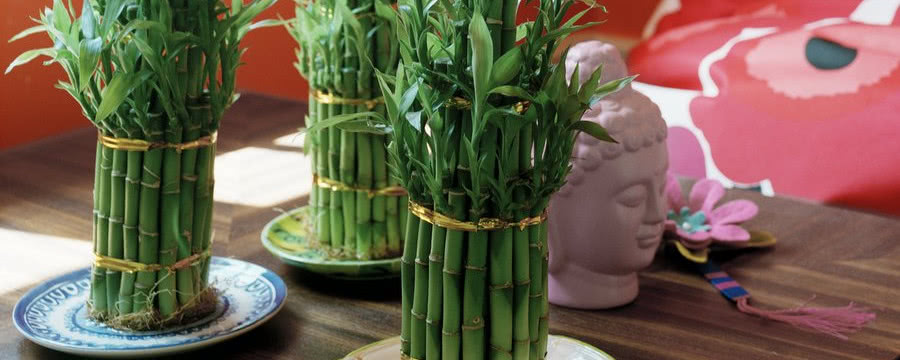 Lucky Bamboo szczęśliwy… ale nie bambus