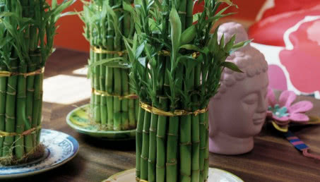 Lucky Bamboo szczęśliwy… ale nie bambus