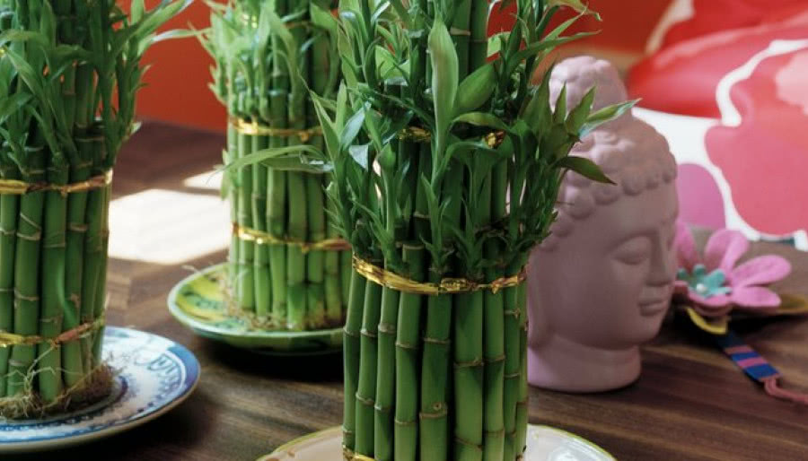 Lucky Bamboo szczęśliwy… ale nie bambus