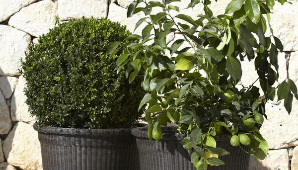 Donice do zadań specjalnych