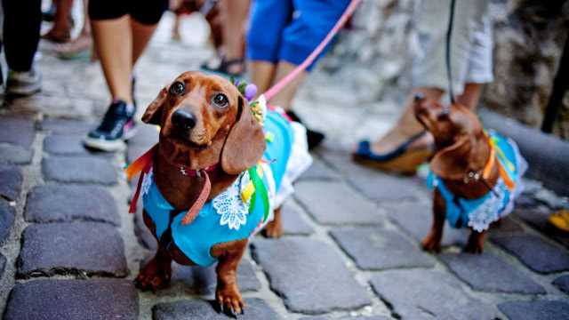 jamnik w niebieskim wdzianku