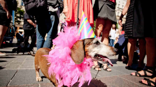 jamnik w różowym futerku z cyrkowym kapelusiku