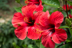 Hibiskus, czyli ketmia - czy faktycznie przynosi pecha?